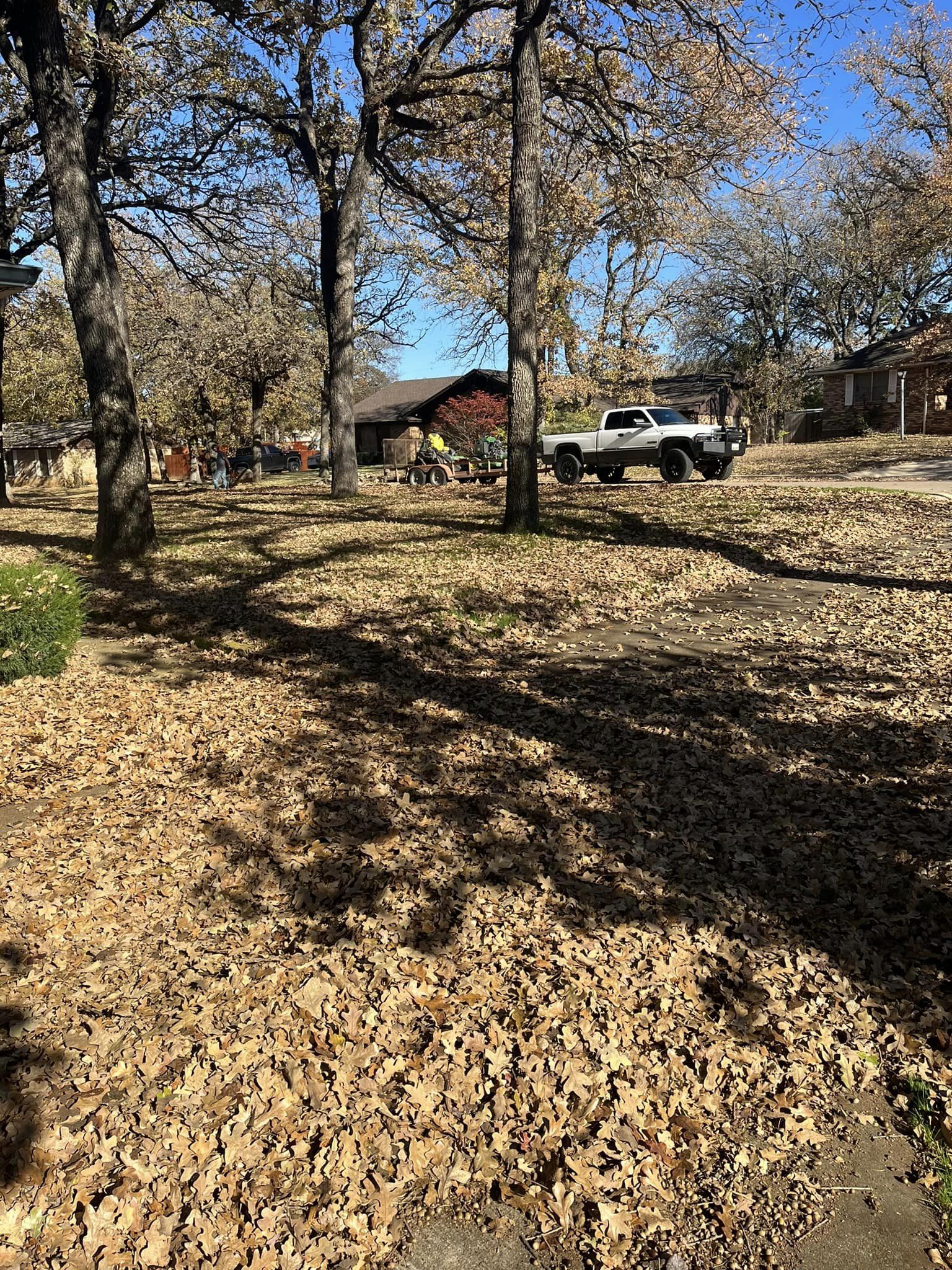 Before image of a yard full of leaves.